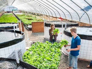 The Farming Fish